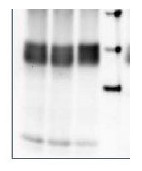 PsbA | D1 protein of PSII, phosphorylated in the group Antibodies Plant/Algal  / Global Antibodies at Agrisera AB (Antibodies for research) (AS13 2669)